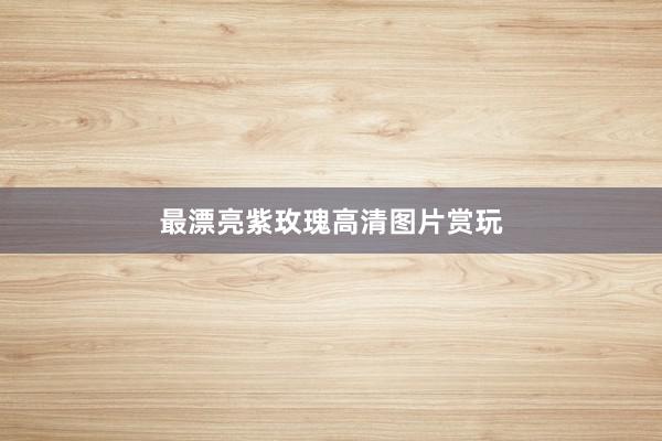 最漂亮紫玫瑰高清图片赏玩